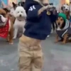 Perros chihuahua cool 13