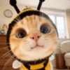 🐈‍⬛Cats🐱Gatos🐱Michis🐈‍⬛ 11
