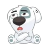 Dog Cute 🐶❤️‍🩹 6