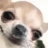 Funny Dogs🐾🐶 14