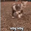 Funny Goat 🐐 7