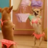 Perros chihuahua cool 6
