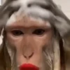 Monos animados  16