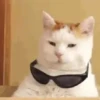 Gatos 11