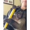 Monkey mix 🙊🙉 6