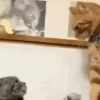 Gatos engraçados 10
