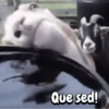 Funny Goat 🐐 5