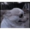 Perritos - Random - Gif🐶🐾 9