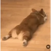 Perros para el chat 🤣🐕 10