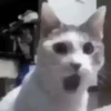 Random Cats 🐾✨ 18