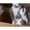 PeTs👀 5