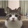 GATO 9
