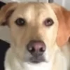 Funny Dogs🐾🐶 10