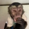 Monitos con movimiento 🐒🦍 6