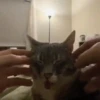 Meme kucing bergerak 😺 10