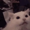 GATO 6