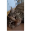 Cats 6