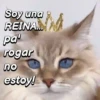 🐈‍⬛Cats🐱Gatos🐱Michis🐈‍⬛ 7