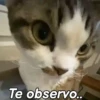 Gatito  14