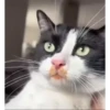 Más gatos 🐱 parte ✌️😾 7
