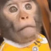 Changos muy Monos 🐒🐵🐒 10