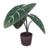 Plants and Flowers🌺🪴 23