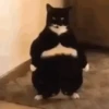 Gato 28