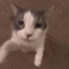 Gatos cura depresión😻animado 9