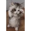 Kitty cats gif 10