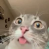 Gatito  6