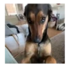 Reacciones de perritos 🐶🐾 10