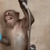 Monkey 15.0 20