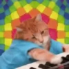 GATOS FOFOS E ENGRAÇADOS 😸 14