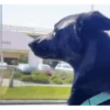 Perritos - Random - Gif🐶🐾 15
