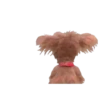 Perros para el chat 🤣🐕 8