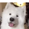 Cute Dog🐶✨ 6