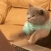 Super funny dogs and cats🐾 6