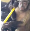 Monkey mix 🙊🙉 7