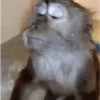 Macaquinhos 🐒 24