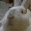 🐰CONEJOS TIERNOS🐰 13