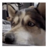 Dog/ Perro Reacciones 🐶🤪 13