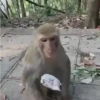 Macacos/monkey 7