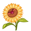 Flowers 20