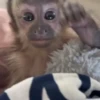 Monkys 🐒 4