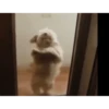 Perritos bailando pal chat 🤣 11
