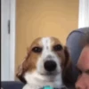 Reações animais  5
