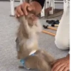Changos muy Monos 🐒🐵🐒 3