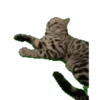 Gatos XD 😎 10