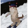 Super funny dogs and cats🐾 9