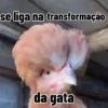 Melhores figurinhas  5